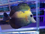 Blue blotched Koi Scopas Tang WYSIWYG