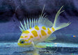 Borbonius Anthias