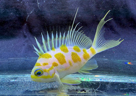 Borbonius Anthias