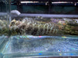 Lawnmower Blenny