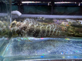 Lawnmower Blenny