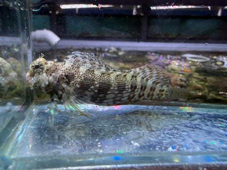 Lawnmower Blenny