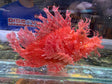 Red Rhinopias scorpionfish