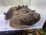 Reef stonefish Synanceia verrucosa