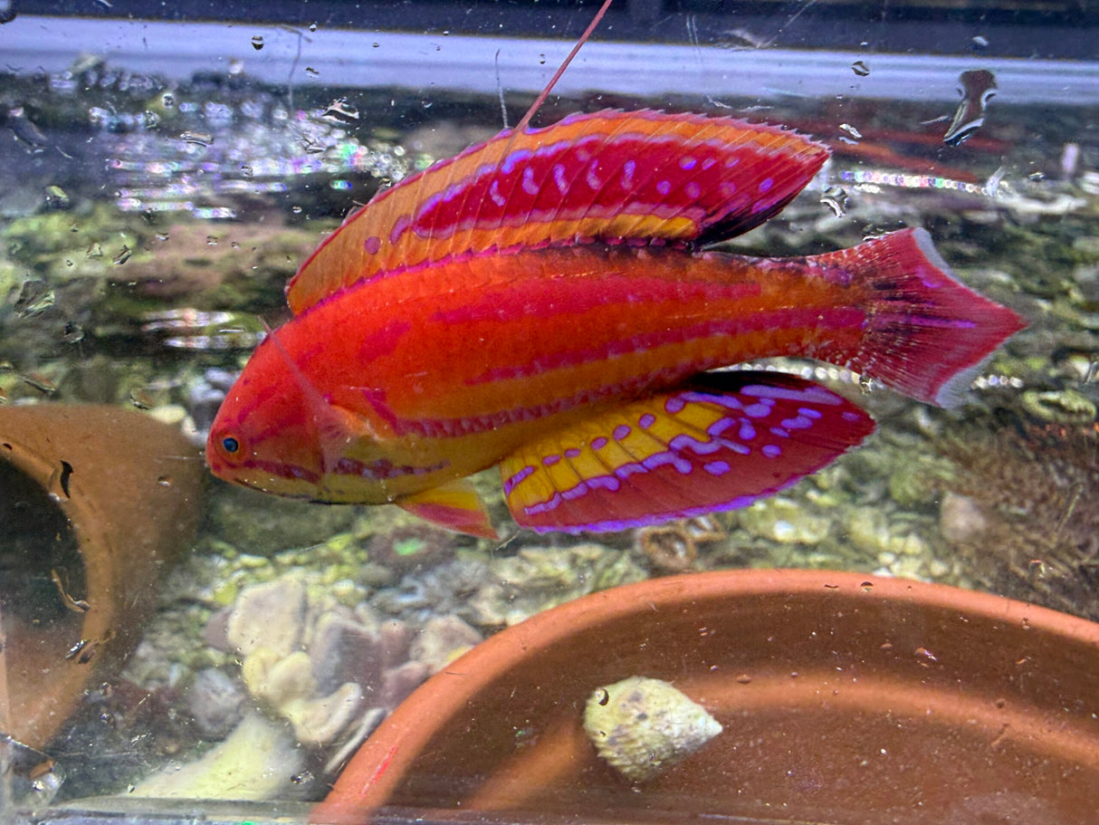 Diamond flasher wrasse