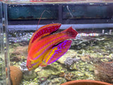 Diamond flasher wrasse
