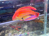 Diamond flasher wrasse