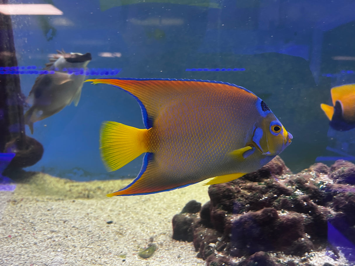 Large Queen Angelfish