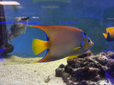 Large Queen Angelfish