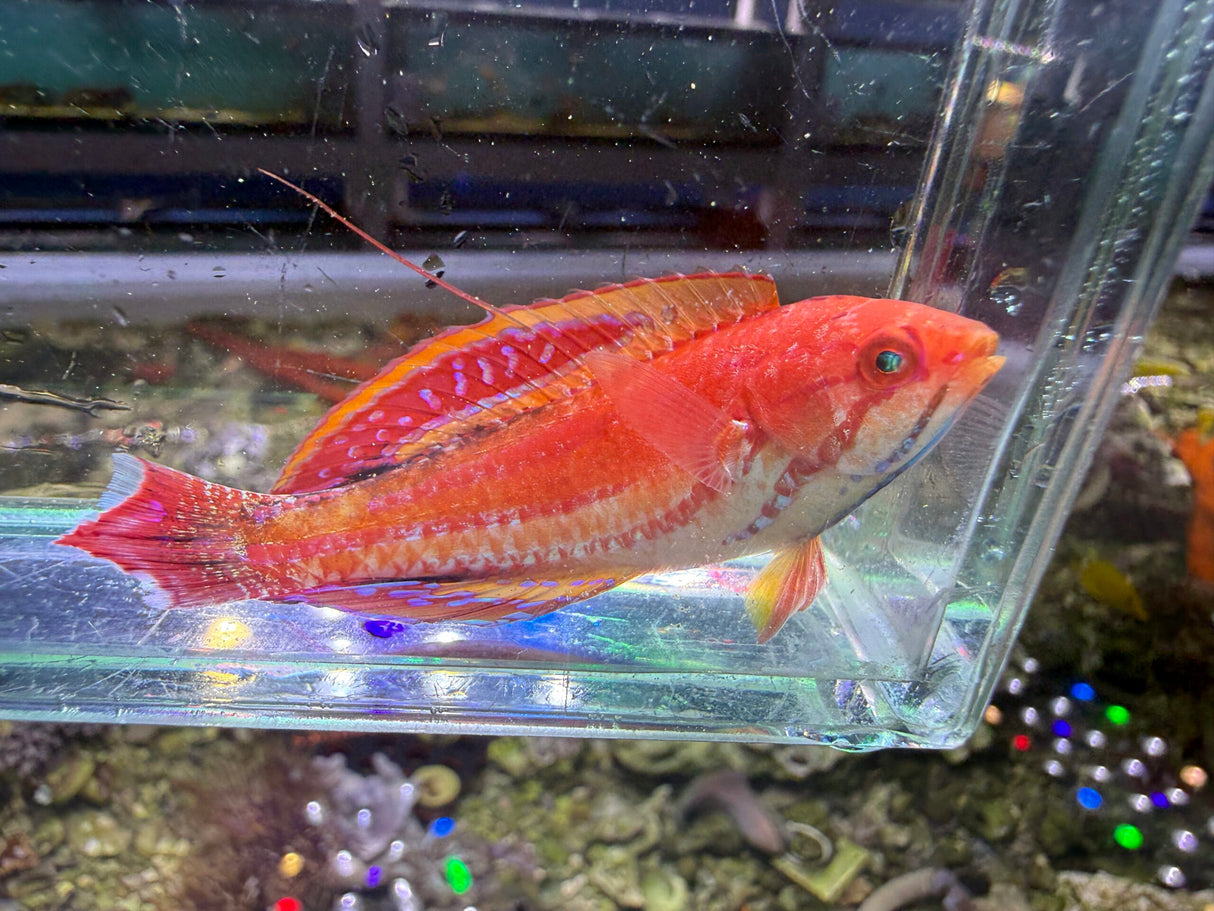 Diamond flasher wrasse
