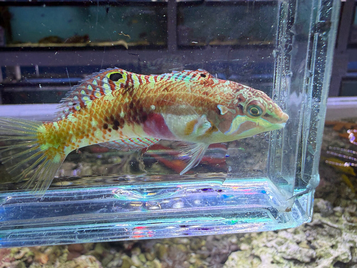 Nebulous Wrasse
