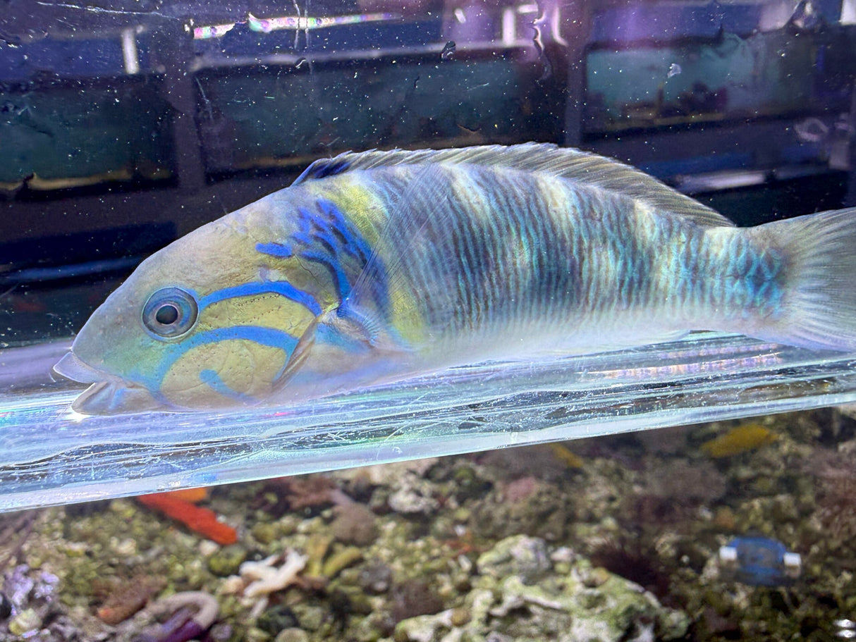Gold Bar Wrasse