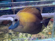 Blue face Koi scopas tang WYSIWYG SF13