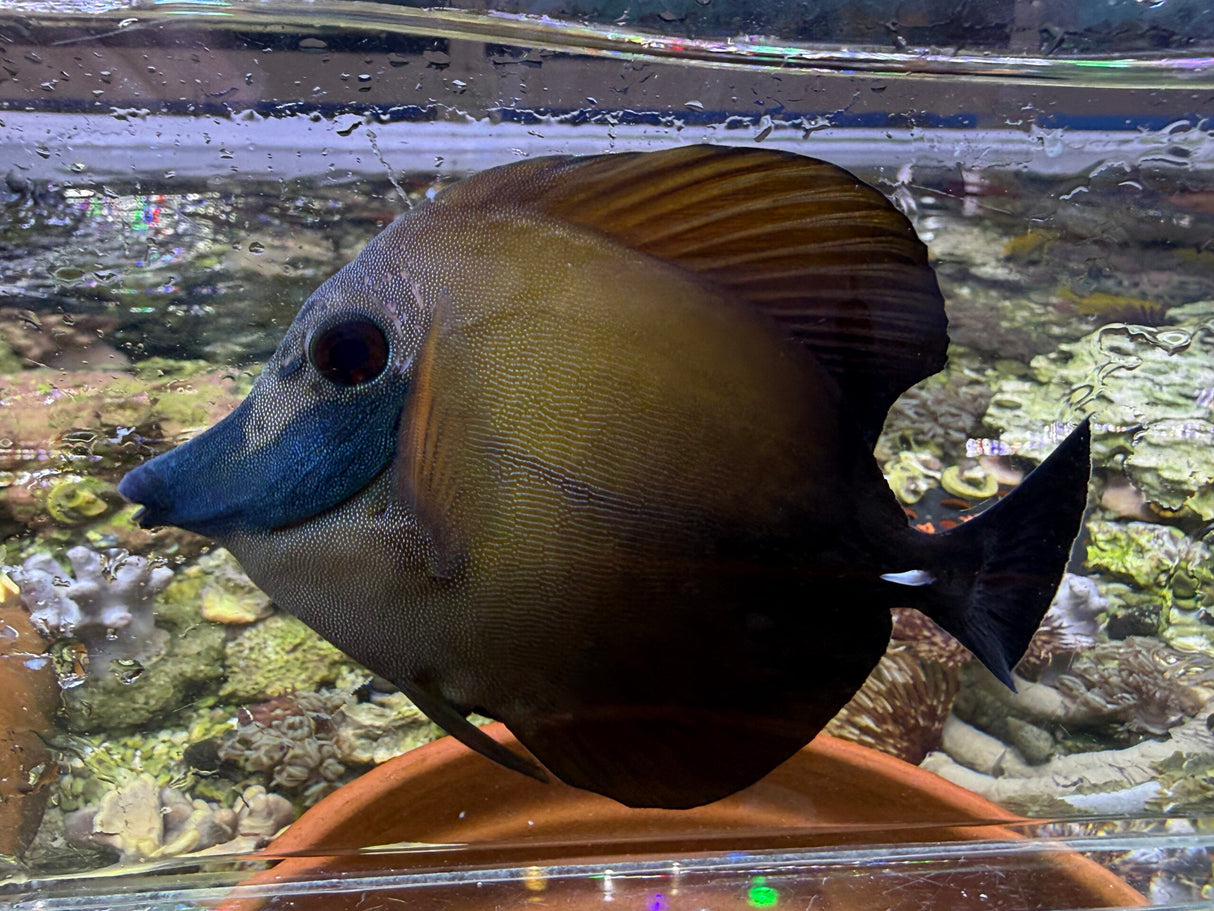 Blue face Koi scopas tang WYSIWYG SF13