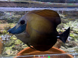 Blue face Koi scopas tang WYSIWYG SF13
