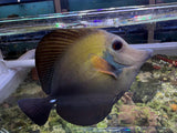Blue face koi scopas SF7 WYSIWYG