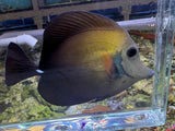 Blue face koi scopas SF7 WYSIWYG