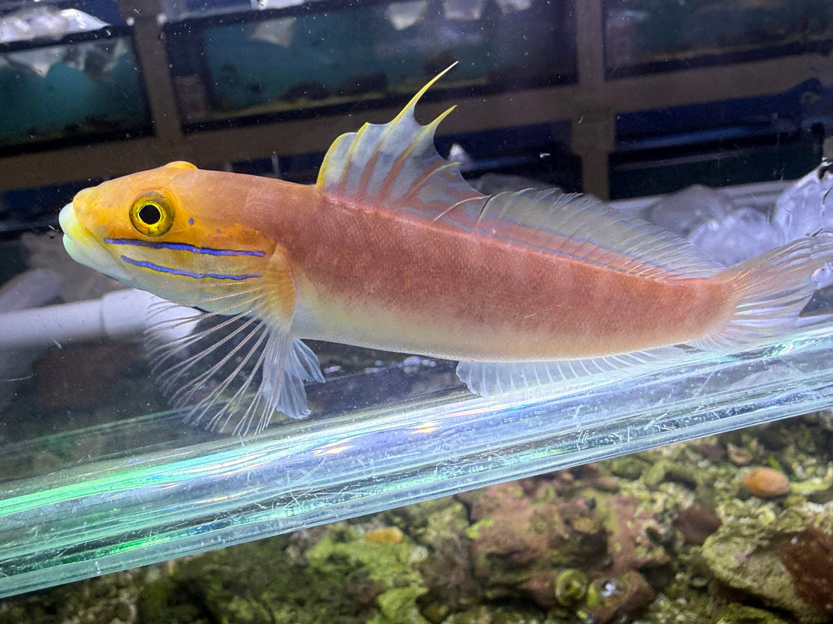 Bella Goby Fish