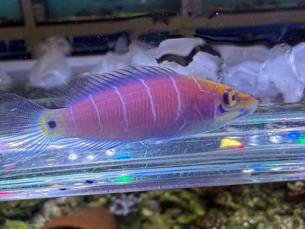 Mystery Wrasse