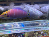 Mystery Wrasse