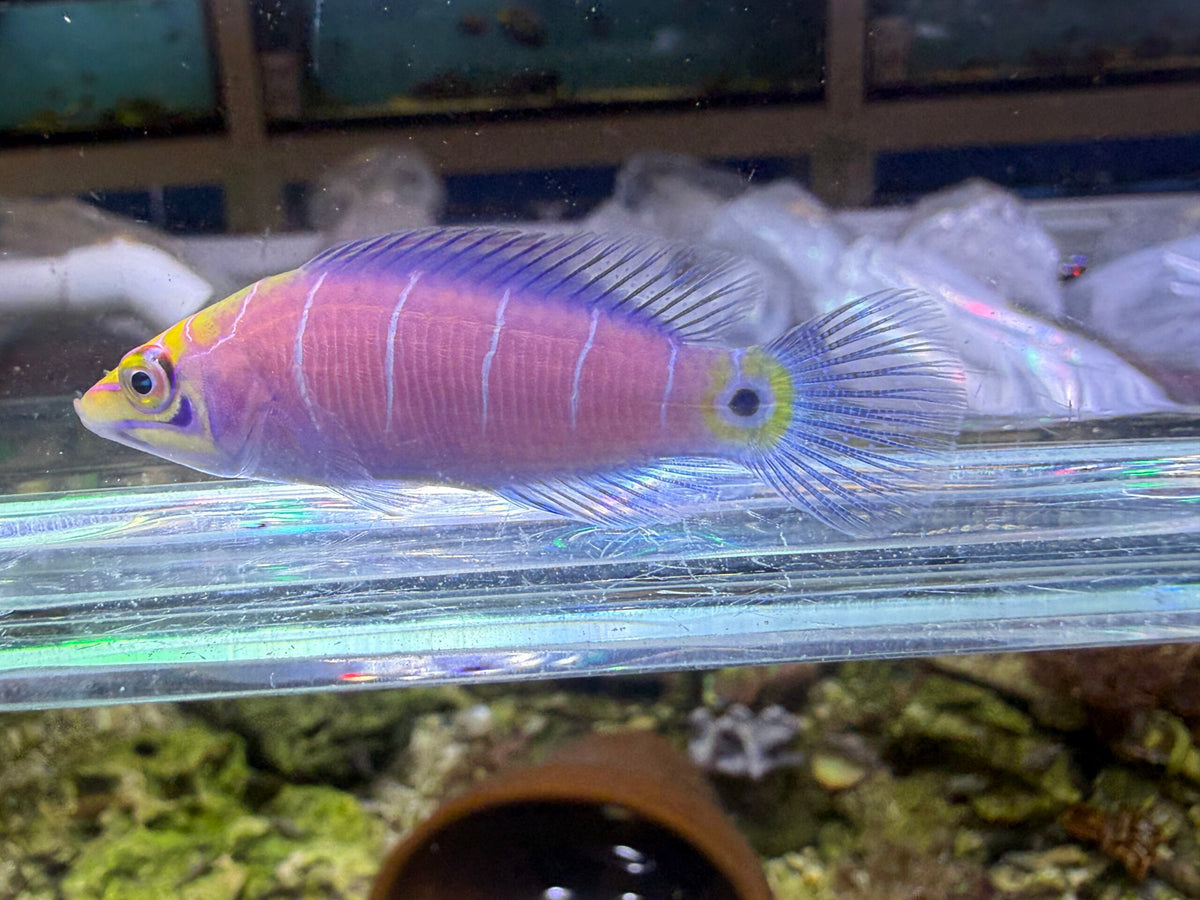 Mystery Wrasse