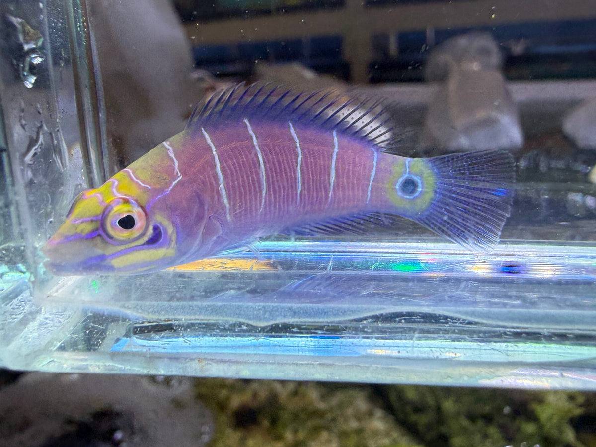 Mystery Wrasse