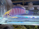 Mystery Wrasse
