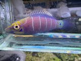 Mystery Wrasse