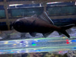 Splitfin Flashlight fish