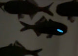 Splitfin Flashlight fish