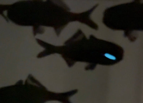 Splitfin Flashlight fish