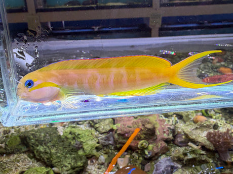 Midas Blenny Fish