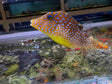 Blue Spot Puffer Fish