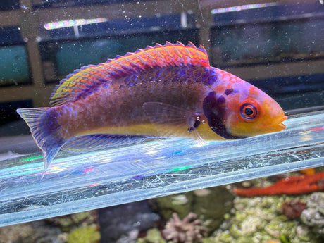 Clown Fairy Wrasse