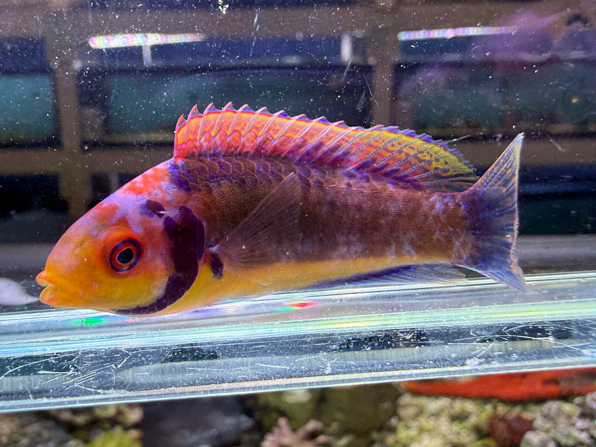 Clown Fairy Wrasse
