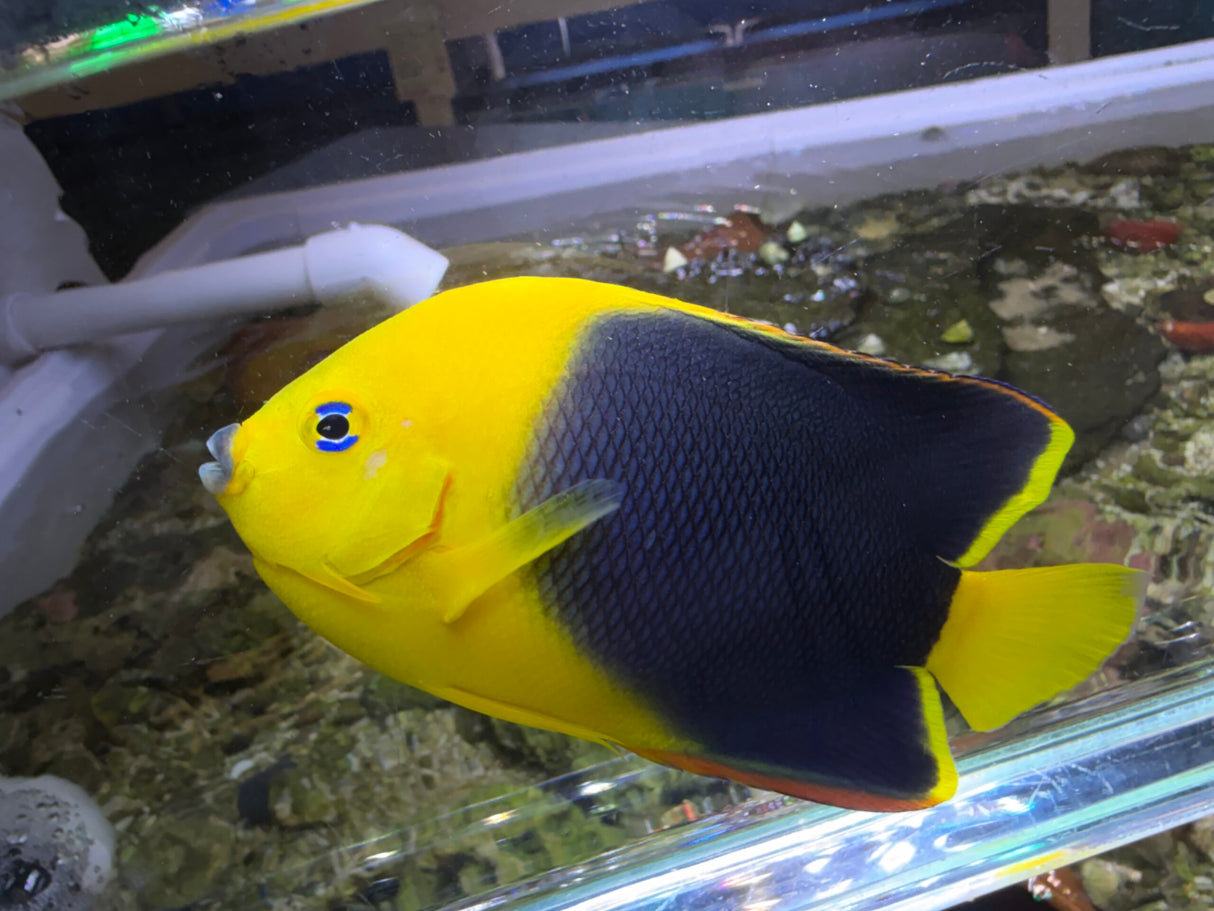Rock Beauty Angelfish