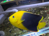 Rock Beauty Angelfish