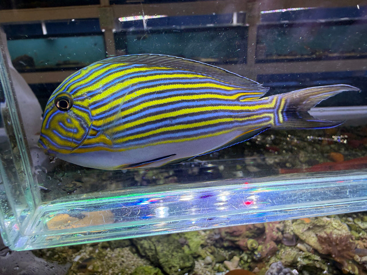 Clown Tang