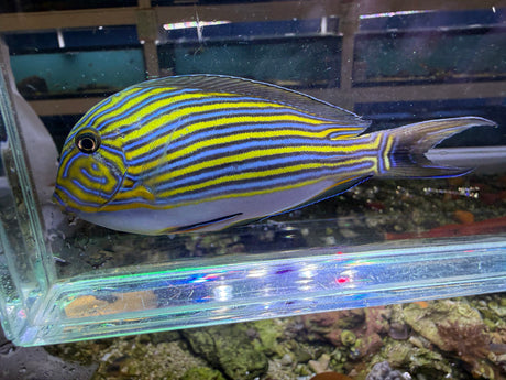 Clown Tang