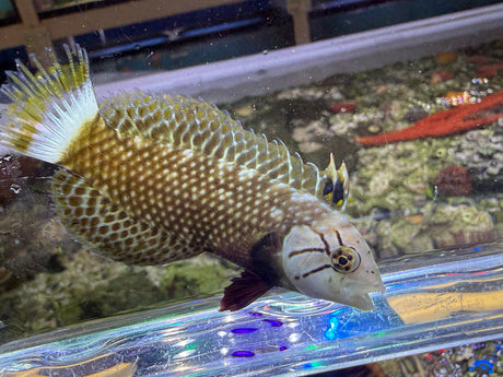 Dragon Wrasse