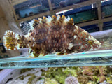Floral wrasse Cheilinus chlorourus