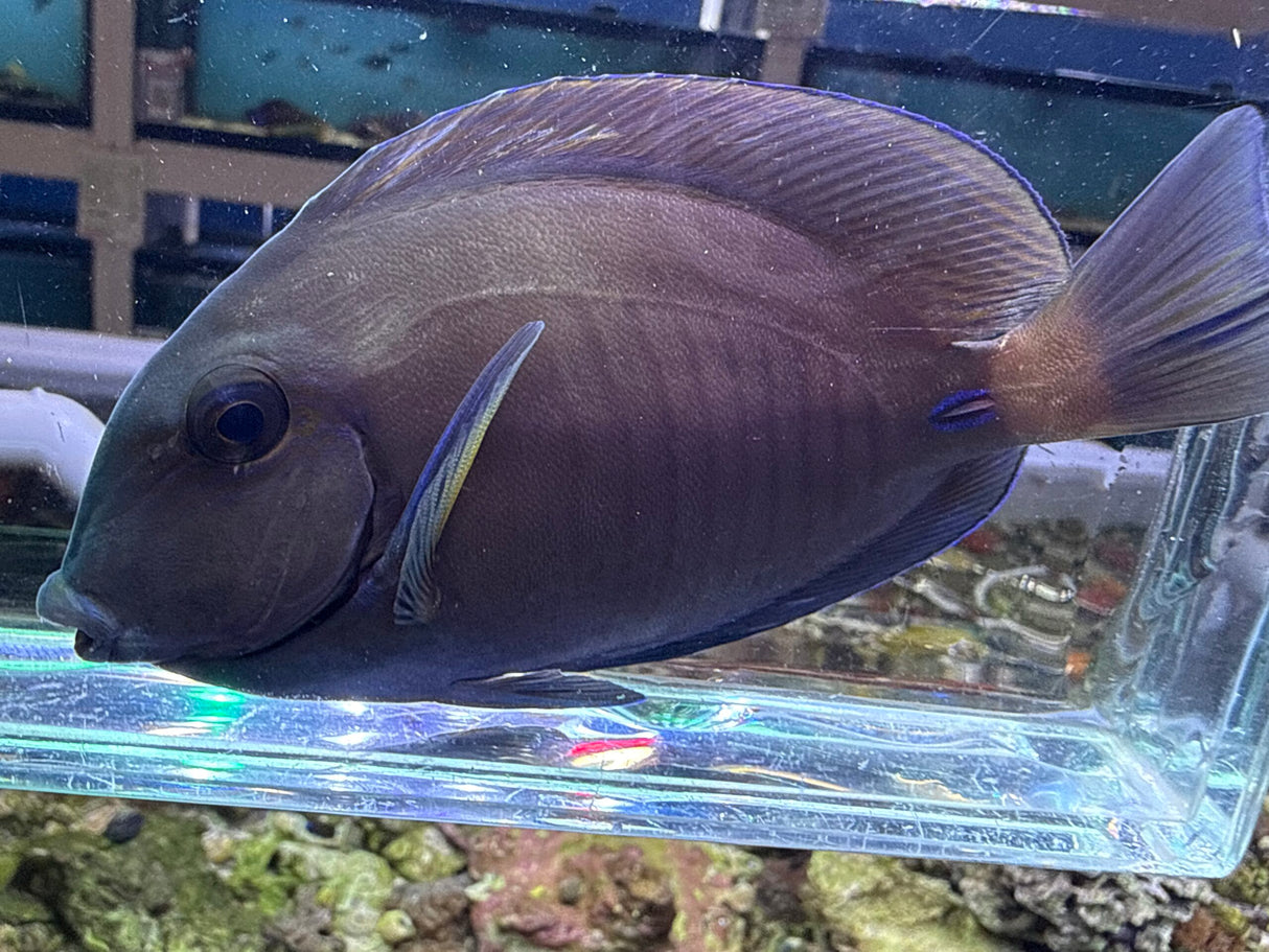 Dr surgeon fish