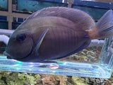 Dr surgeon fish