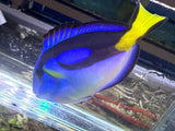 Yellow Belly Hippo Tang
