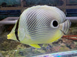 Foureye Butterflyfish