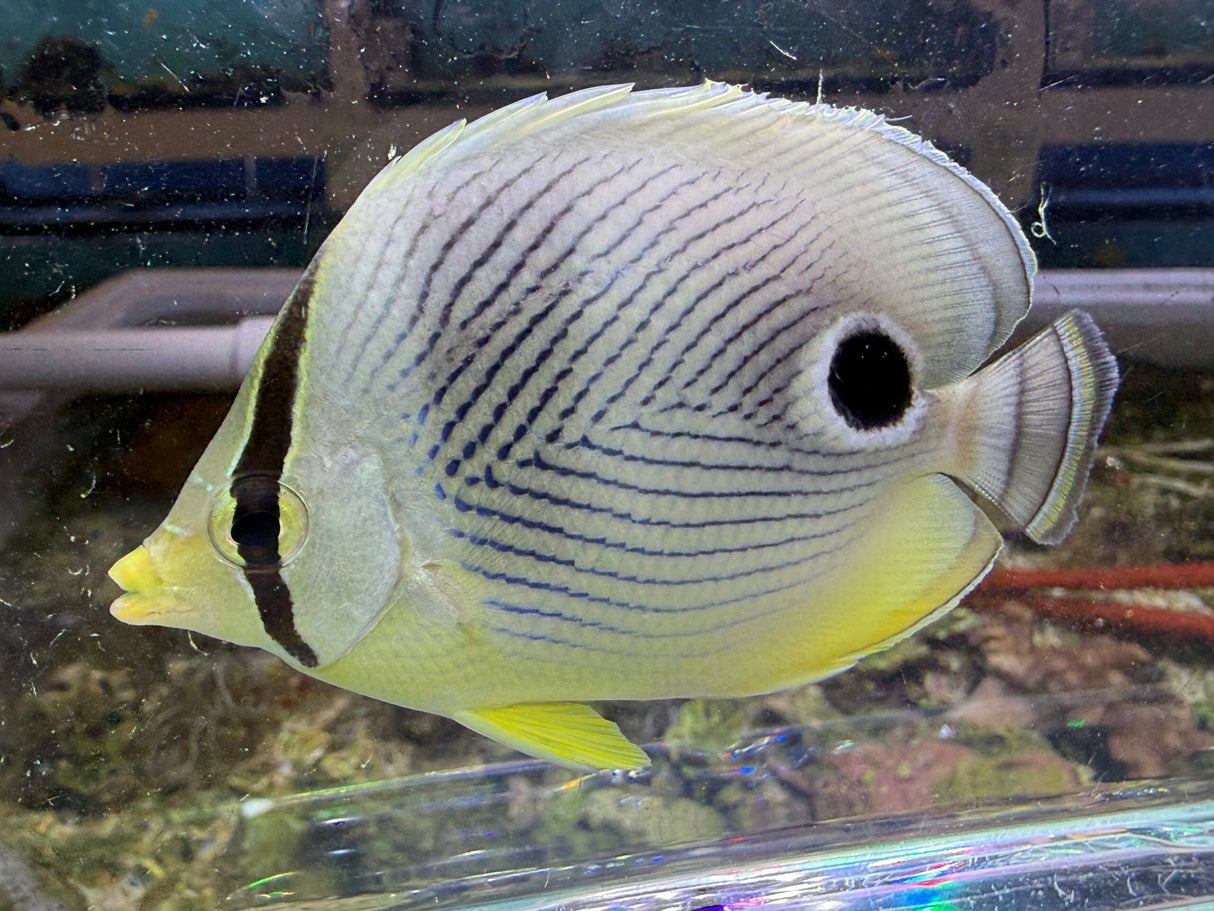 Foureye Butterflyfish