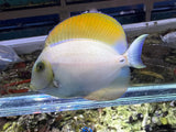 Fowler Tang