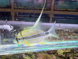 Hifin snapper