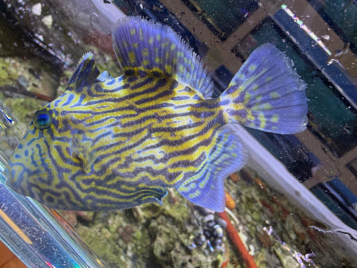 Bluelined triggerfish