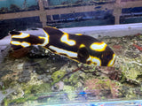 Oriental Sweetlips Fish